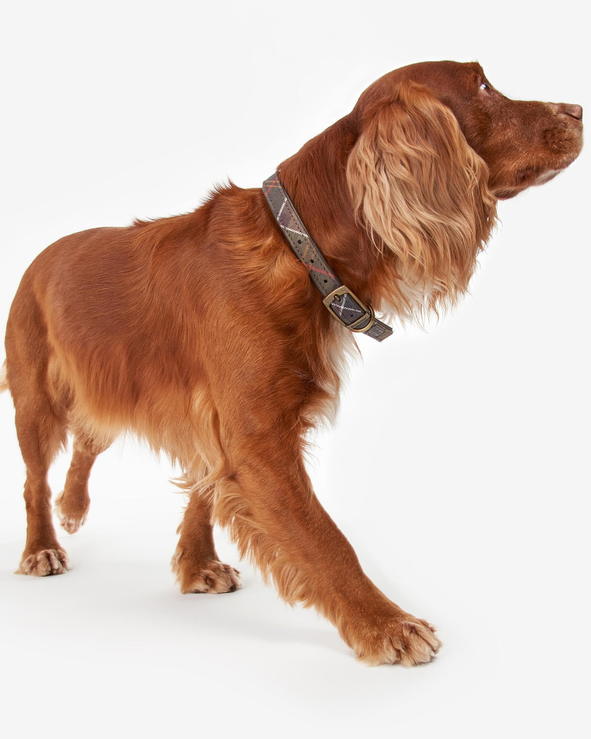 Barbour Tartan Dog Collar