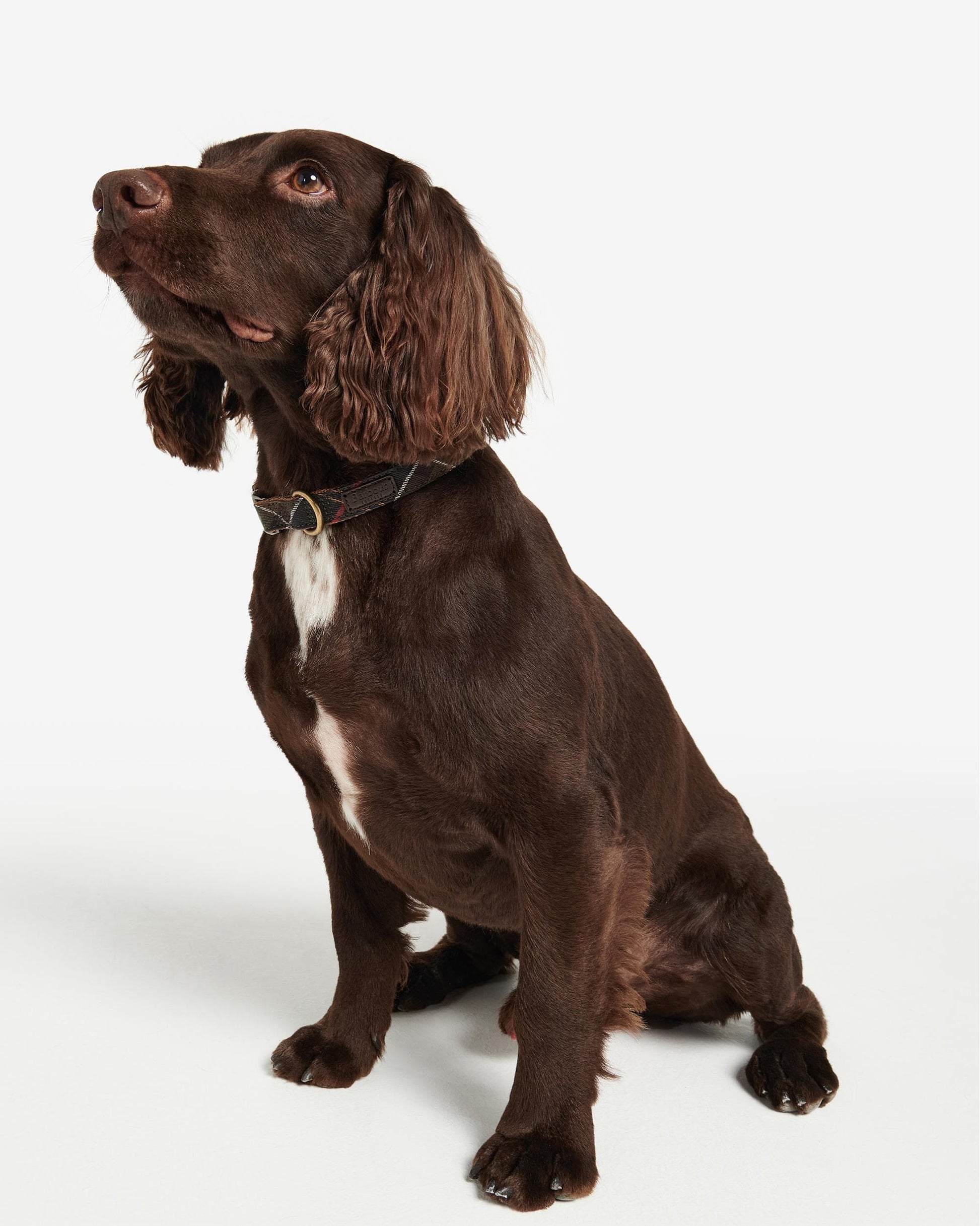 Barbour Tartan/Webbing Dog Collar