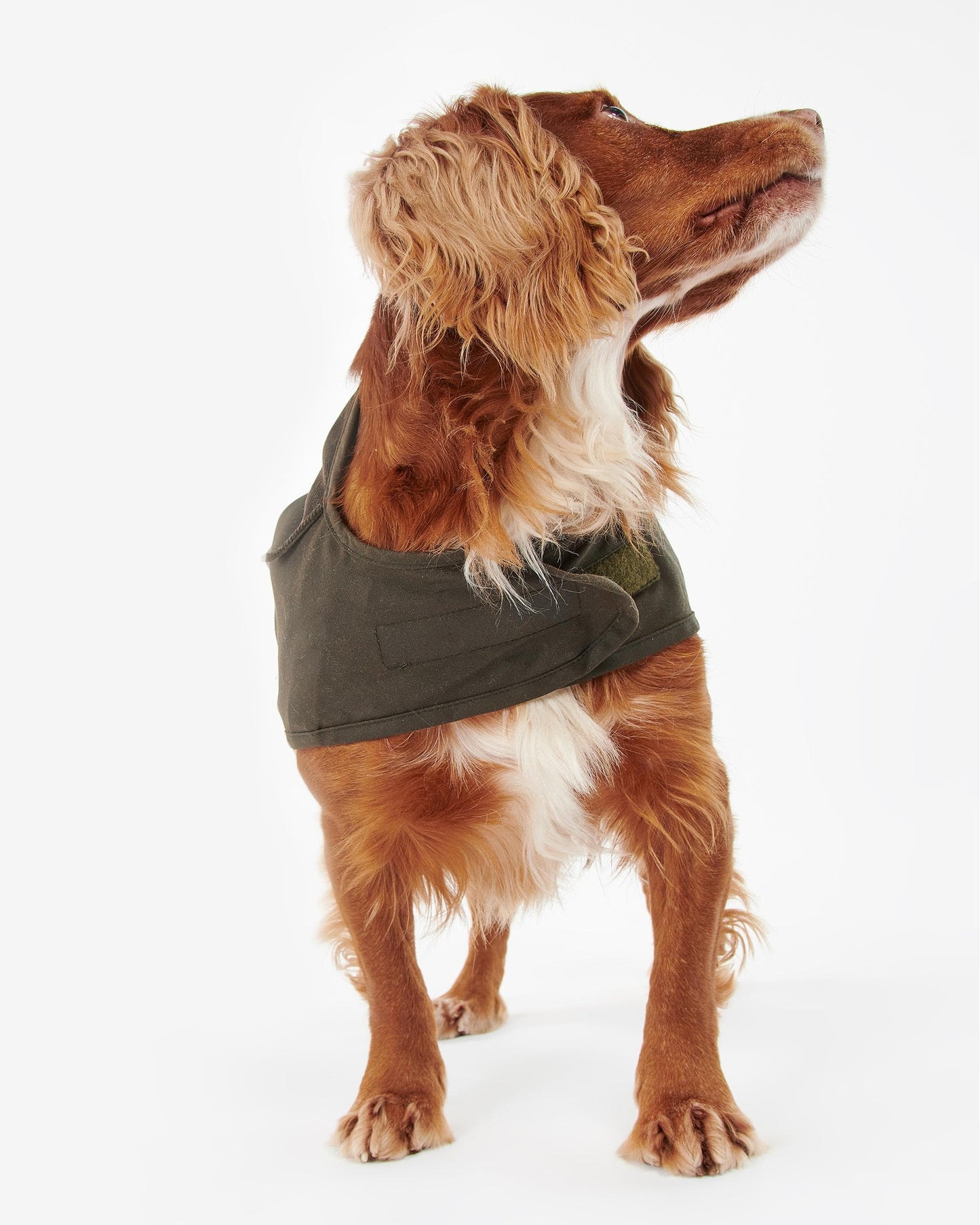 Barbour 2 in 1 Wax Dog Coat