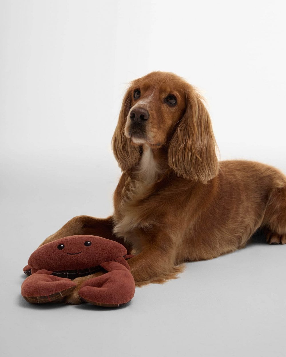 Barbour Crab Dog Toy