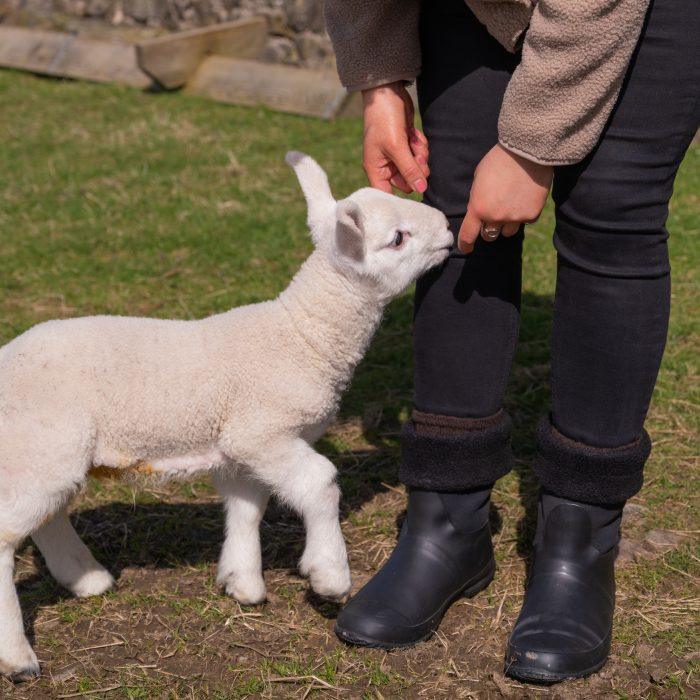 a woman feeds a lamb. she's wearing roll top hunter wellies