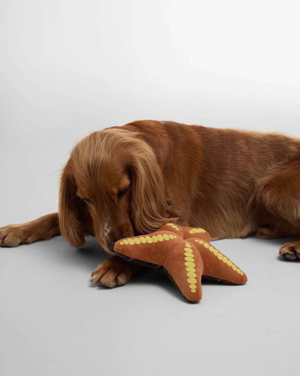 Barbour Starfish Dog Toy