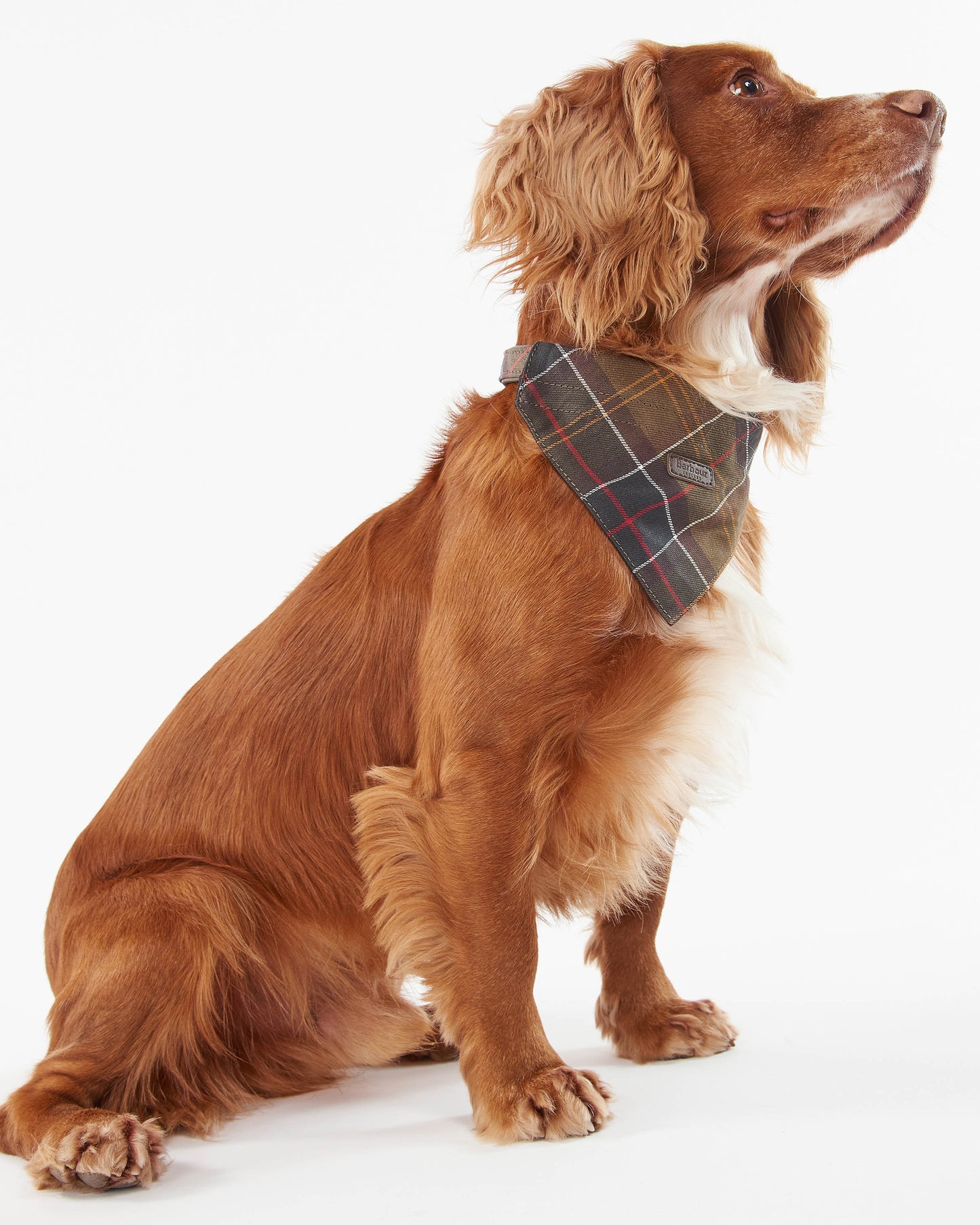 Barbour Tartan Dog Bandana - Classic Tartan | CHO | Designer Dog Bandanas