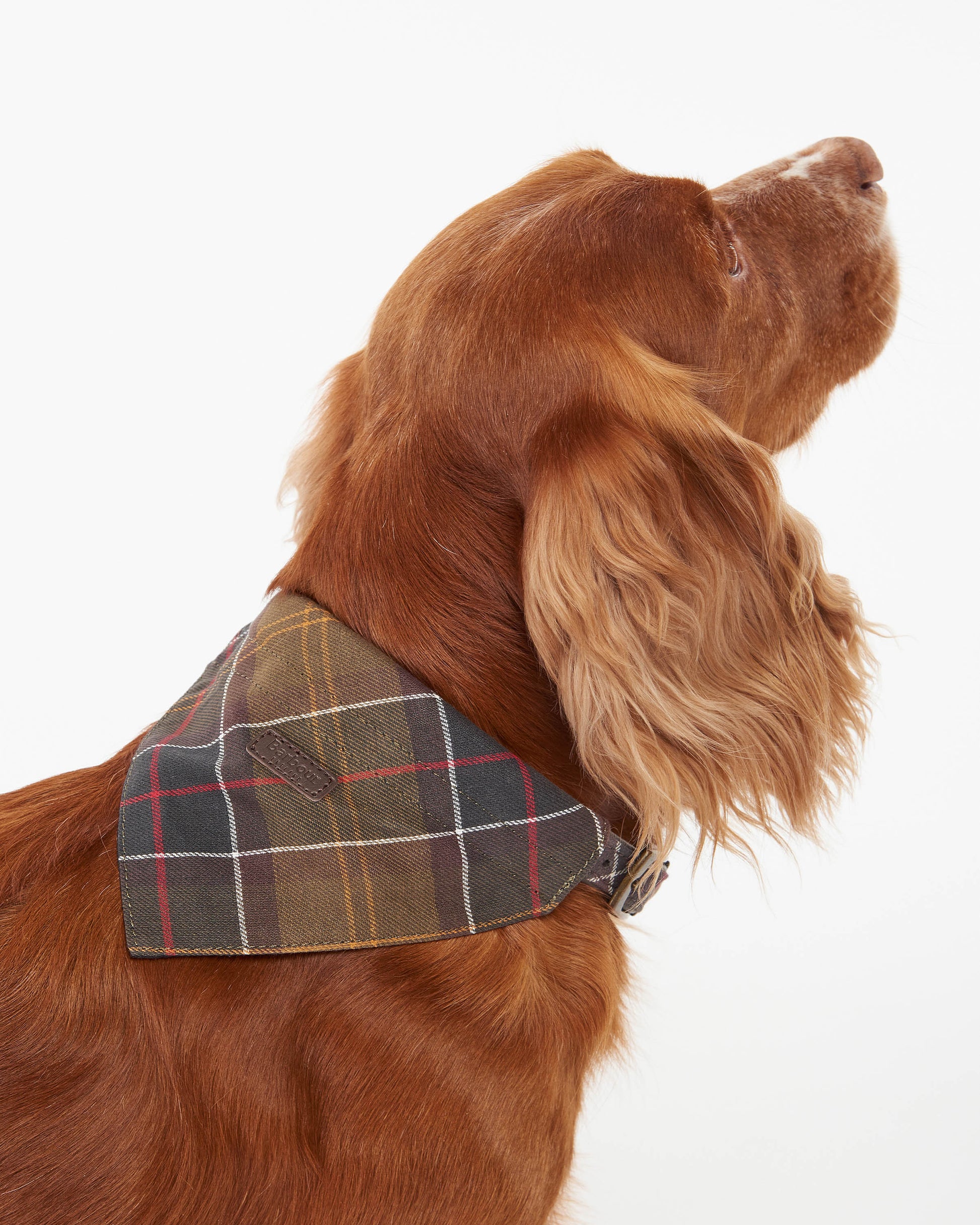 Barbour Tartan Dog Bandana - Classic Tartan | CHO | Designer Dog Bandanas