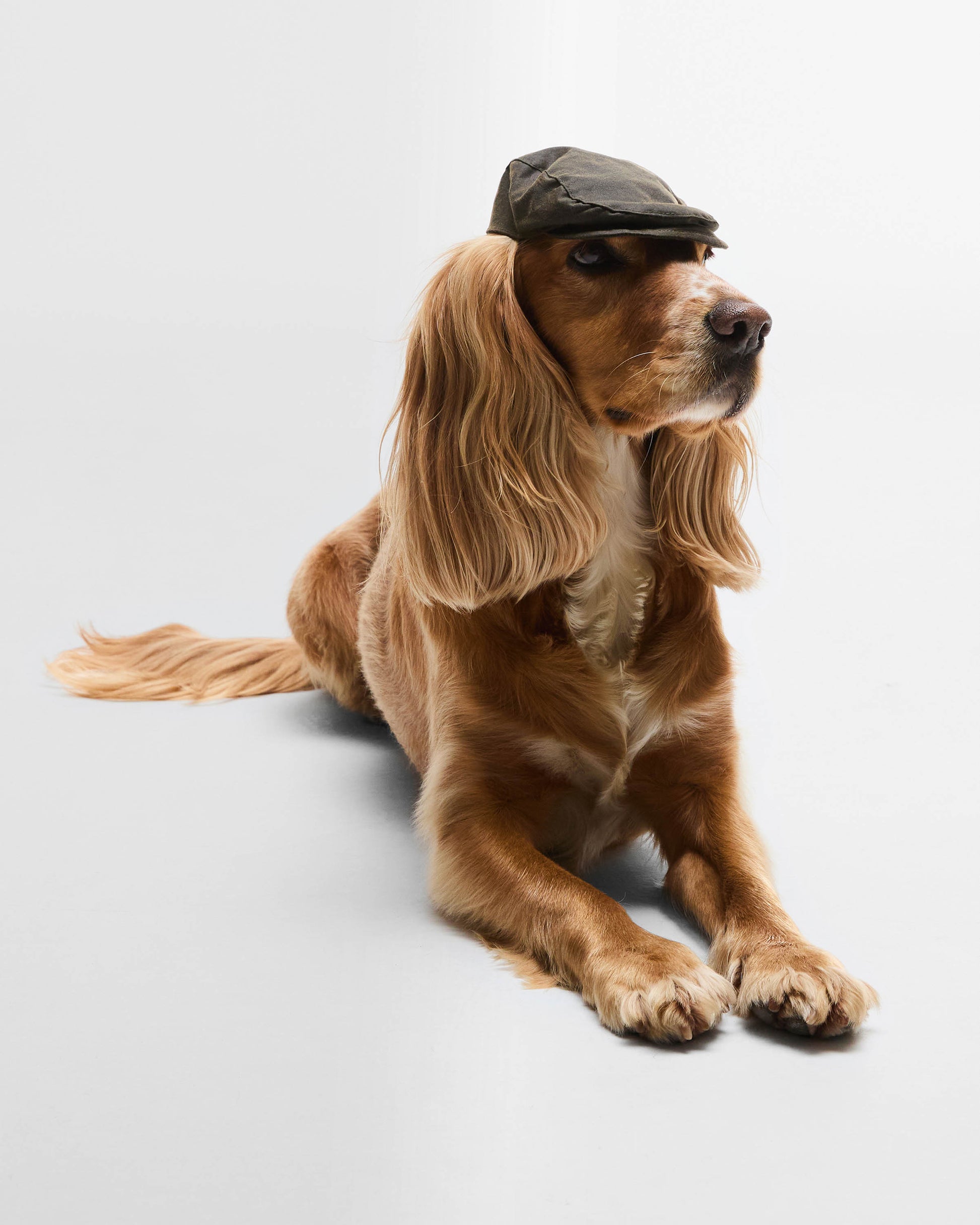 Barbour Dog Wax Flat Cap - Olive | CHO | Designer Dog Flat Cap