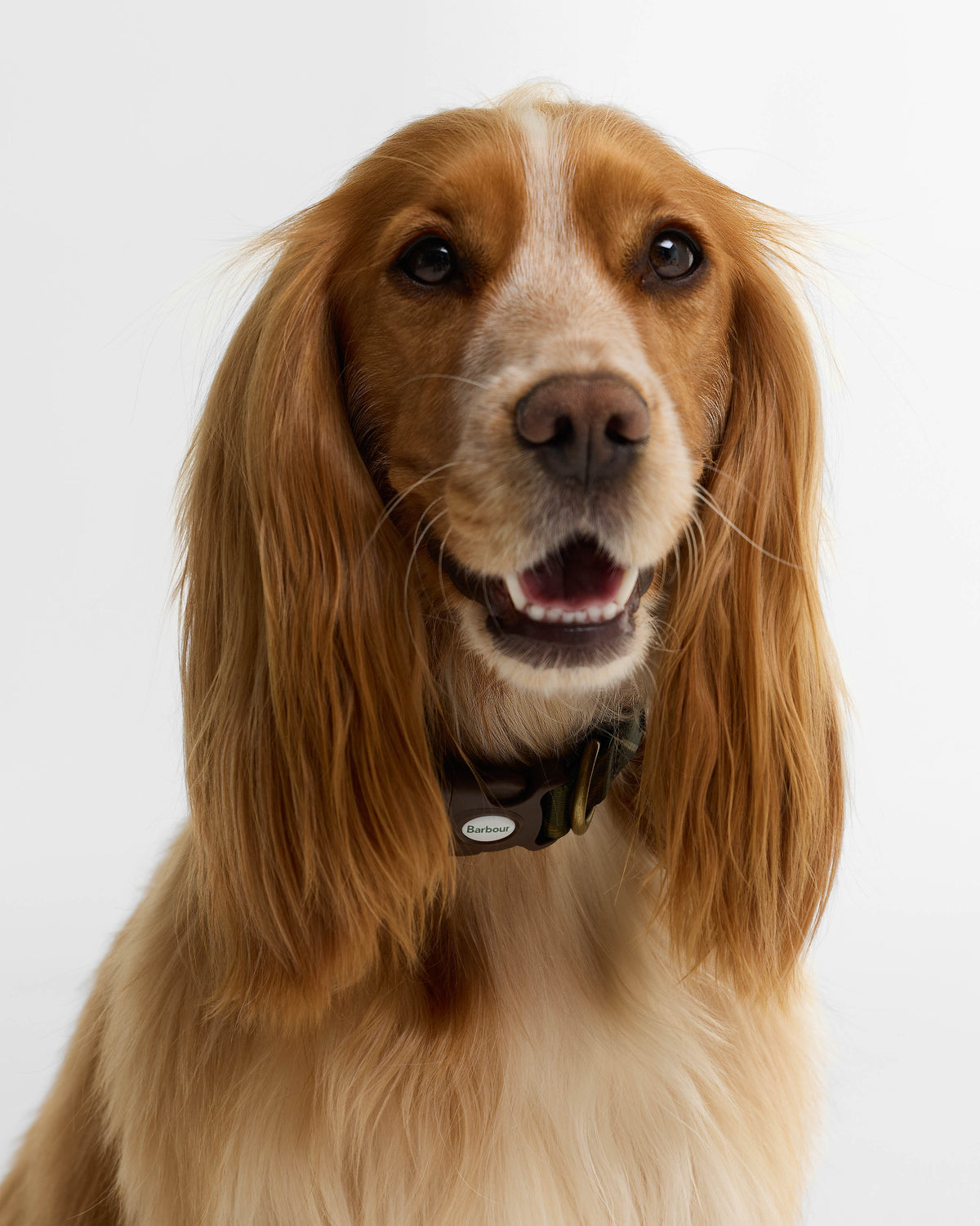 Barbour Tartan Printed Dog Collar - Classic Tartan | CHO | Designer Dog Collars