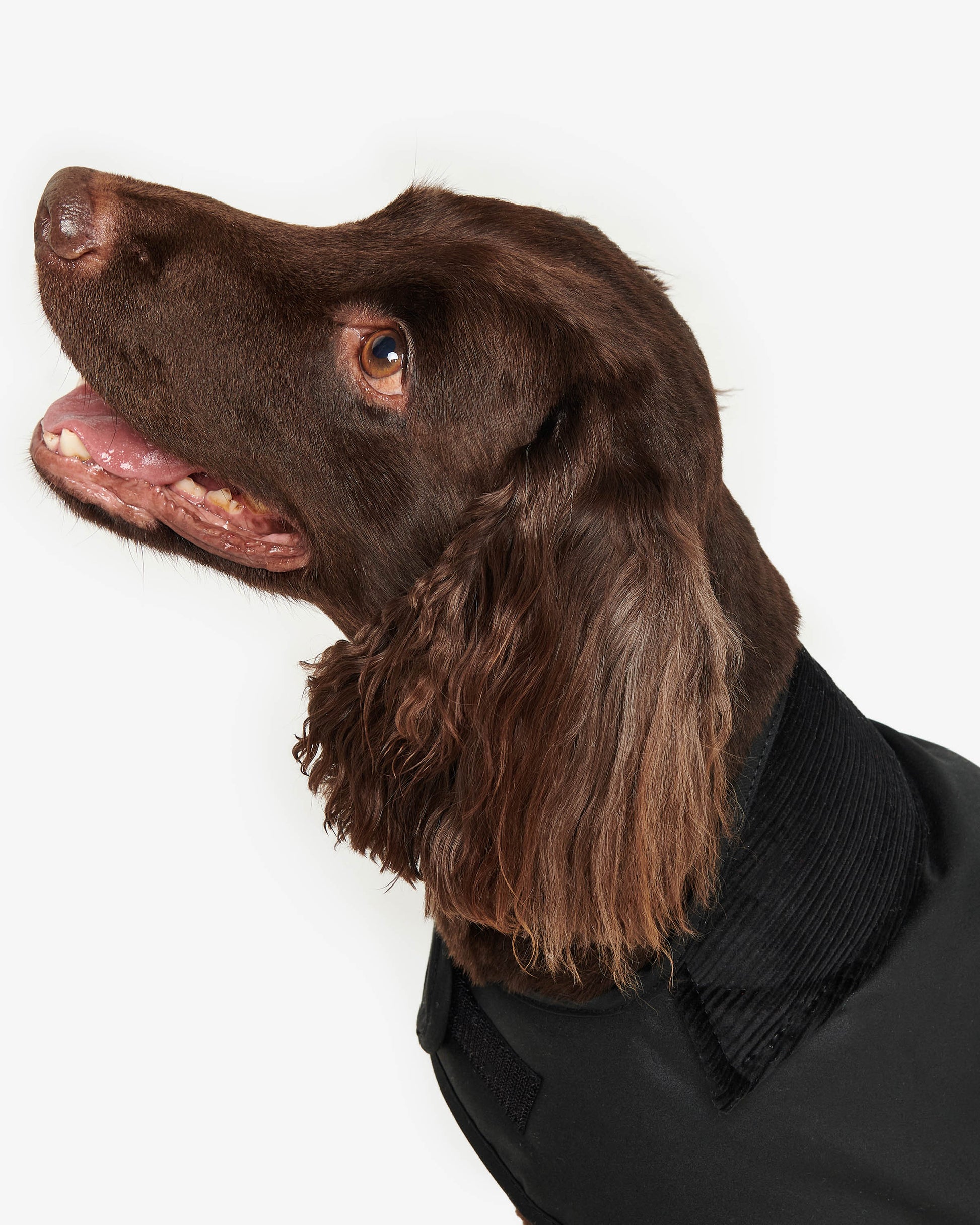 Barbour Sylkoil Wax Dog Coat - Black | CHO | Designer Dog Coats