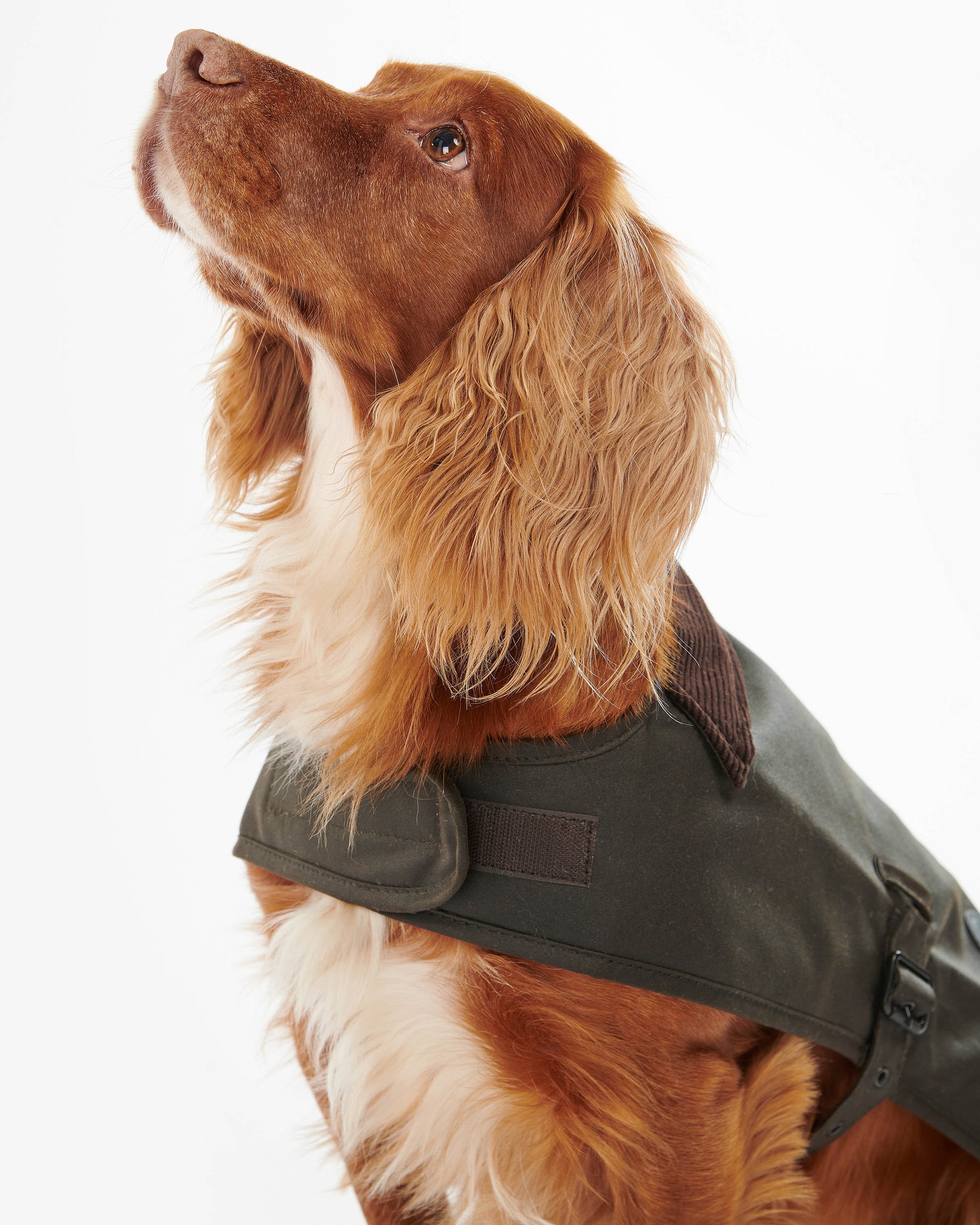 Barbour Sylkoil Wax Dog Coat - Olive | CHO | Designer Dog Coats